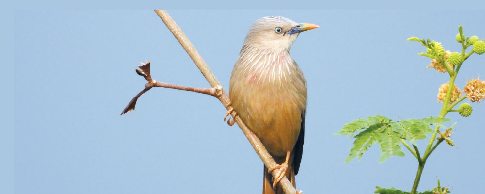 गुल्मीमा  भेटिए १३ प्रजातिका नयाँ चरा