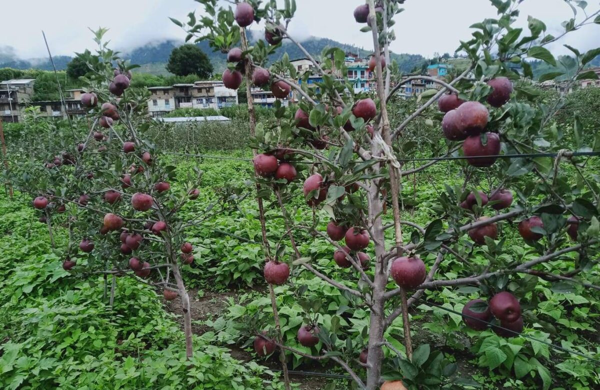 बजारमा आयो जुम्लाको रसिलो स्याउ, सस्तियो भाउ