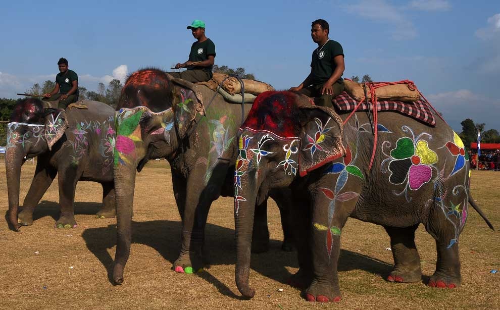 सौराहामा आजदेखि हात्ती तथा पर्यटन महोत्सव