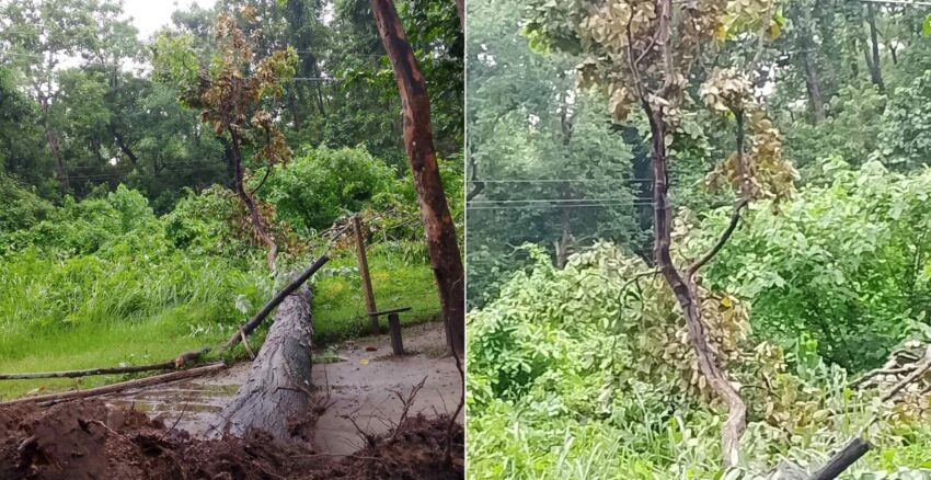 एउटा रुखले देशैभर ब्ल्याक आउट